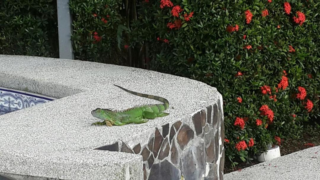 Photo of Others in La Fortuna