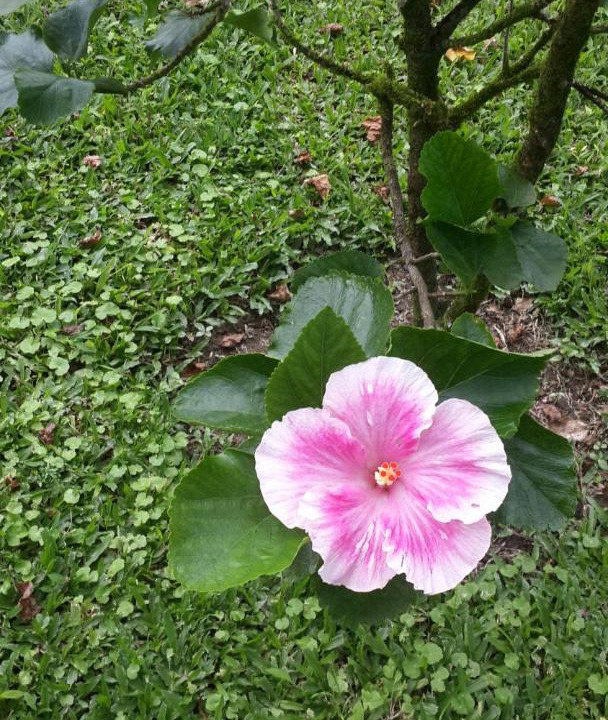 Photo of Others in La Fortuna